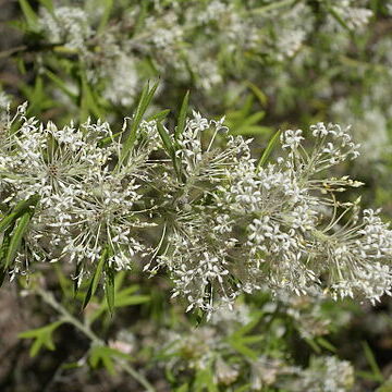 Grevillea vestita unspecified picture