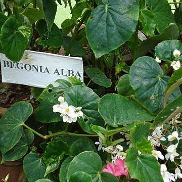 Begonia alba unspecified picture