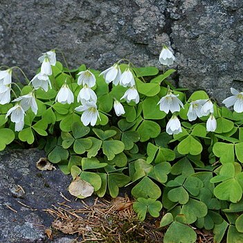 Oxalis unspecified picture