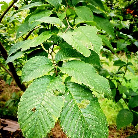 Ulmus prunifolia unspecified picture