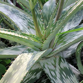 Aloidendron sabaeum unspecified picture