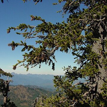 Pinus balfouriana unspecified picture