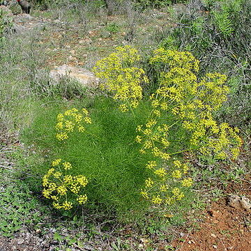 Foeniculum unspecified picture