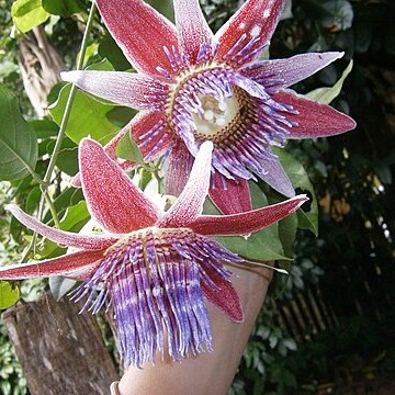 Passiflora venusta unspecified picture