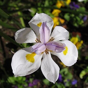 Dietes unspecified picture