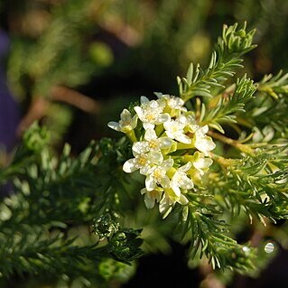 Gnidia squarrosa unspecified picture