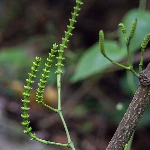 Gnetum luofuense unspecified picture