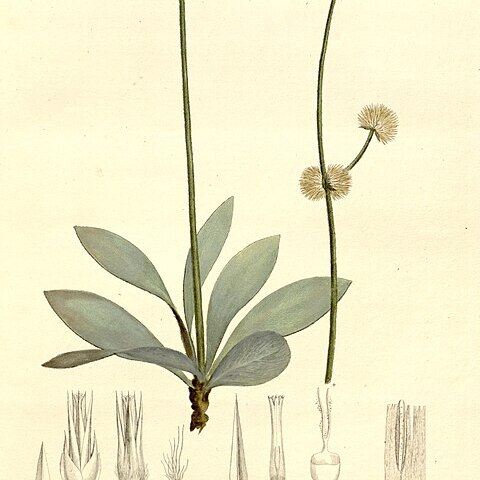 Gomphrena incana unspecified picture