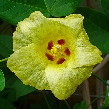 Gossypium unspecified picture