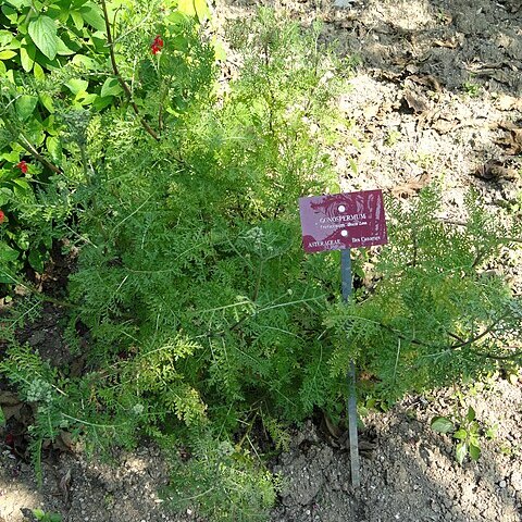 Gonospermum fruticosum unspecified picture