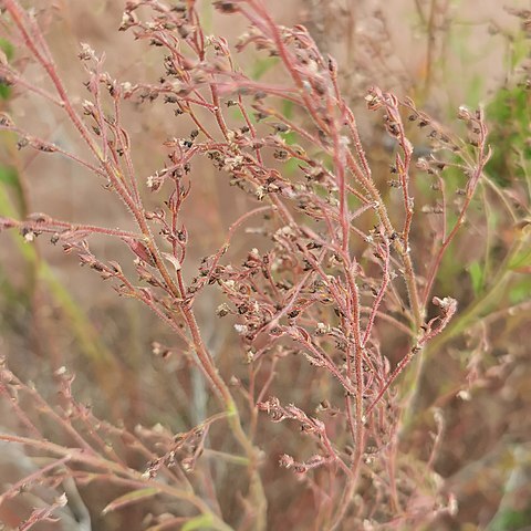 Gonocarpus elatus unspecified picture