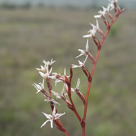 Goniolimon graminifolium unspecified picture