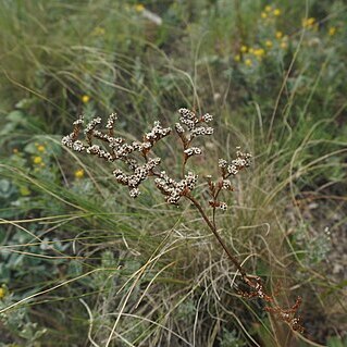 Goniolimon elatum unspecified picture