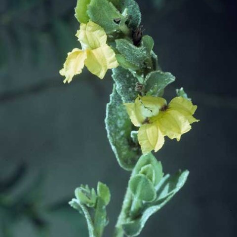 Goodenia amplexans unspecified picture