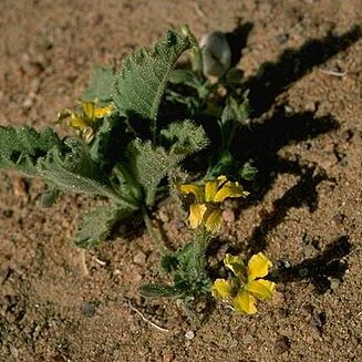 Goodenia hirsuta unspecified picture