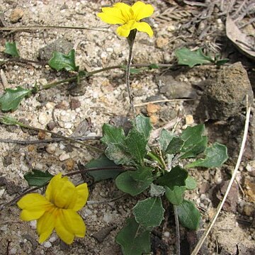 Goodenia lanata unspecified picture