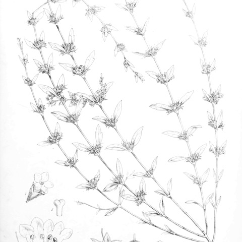 Nesogenes decumbens unspecified picture