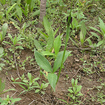 Pinellia ternata unspecified picture