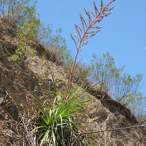 Puya micrantha unspecified picture