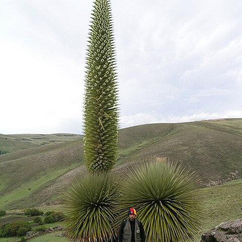 Puya raimondii unspecified picture