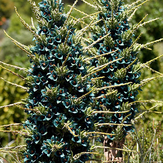 Puya unspecified picture