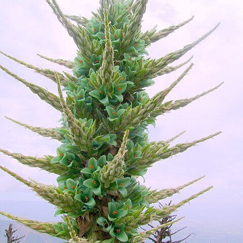 Puya berteroniana unspecified picture