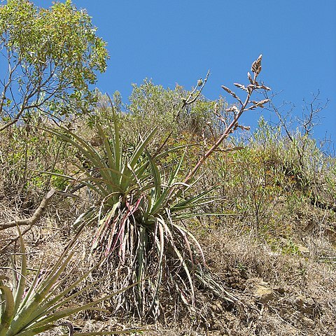 Puya claudiae unspecified picture