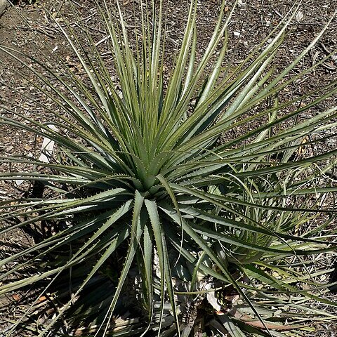 Puya coerulea unspecified picture