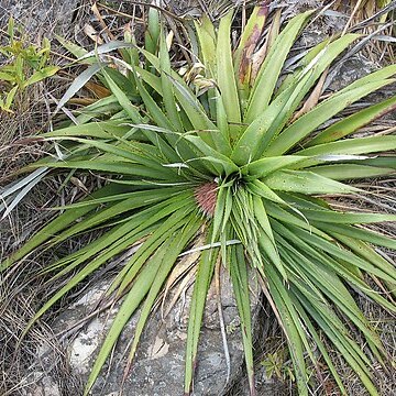 Puya nana unspecified picture