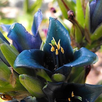 Puya alpestris unspecified picture