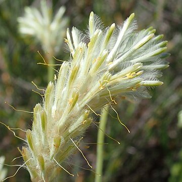 Ptilotus polystachyus unspecified picture