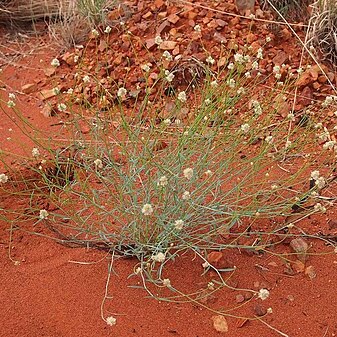 Ptilotus schwartzii unspecified picture