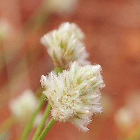 Ptilotus schwartzii unspecified picture