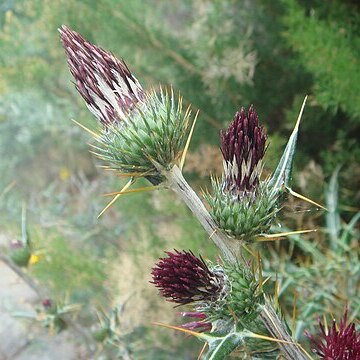 Ptilostemon abylensis unspecified picture