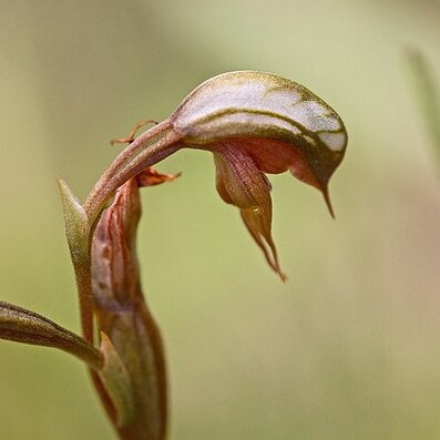 Pterostylis rufa unspecified picture