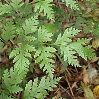 Pteris macilenta unspecified picture