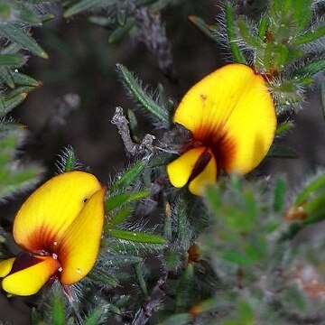 Pultenaea tenuifolia unspecified picture