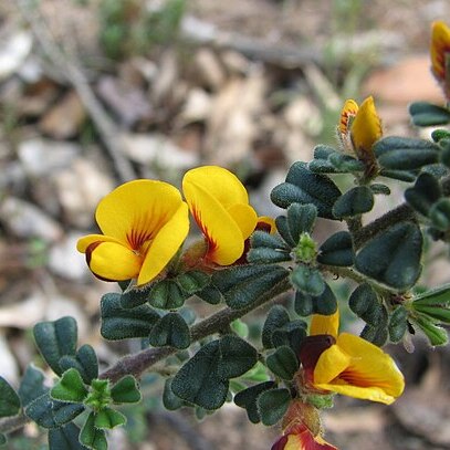 Pultenaea scabra unspecified picture