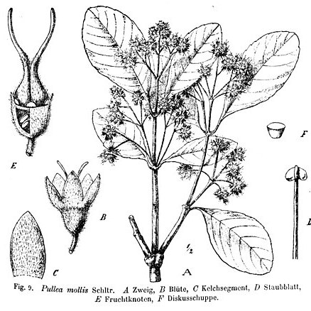 Pullea mollis unspecified picture