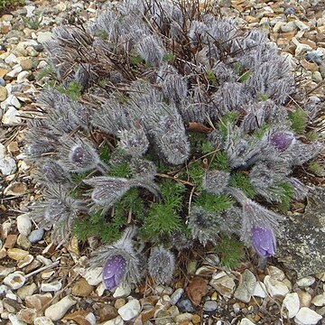 Pulsatilla turczaninovii unspecified picture