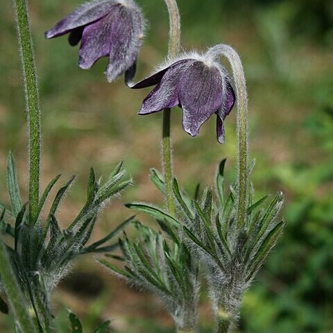 Pulsatilla montana unspecified picture