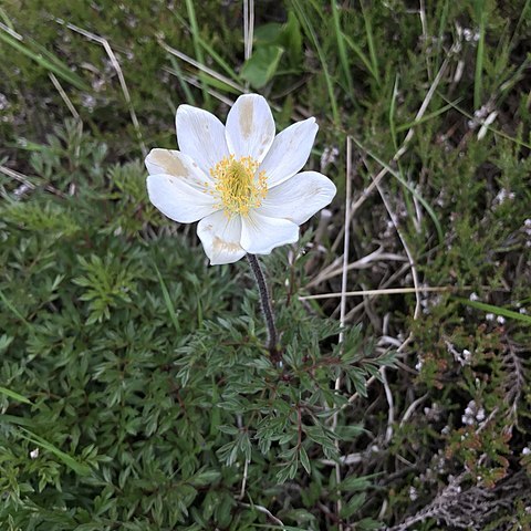 Pulsatilla scherfelii unspecified picture