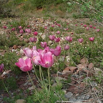 Pulsatilla kostyczewii unspecified picture