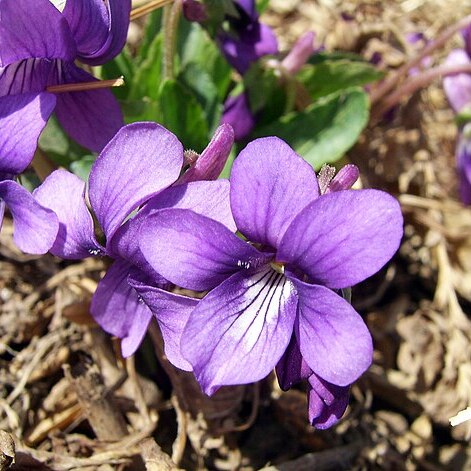 Viola philippica unspecified picture