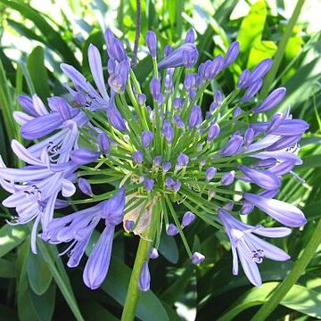 Agapanthus l'hér. unspecified picture