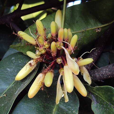 Quassia indica unspecified picture