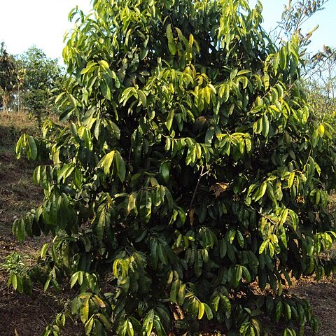 Quassia indica unspecified picture