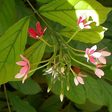 Combretaceae unspecified picture