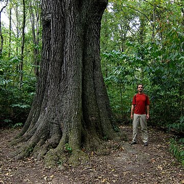 Quercus pagoda unspecified picture