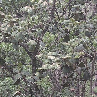 Quercus tarahumara unspecified picture